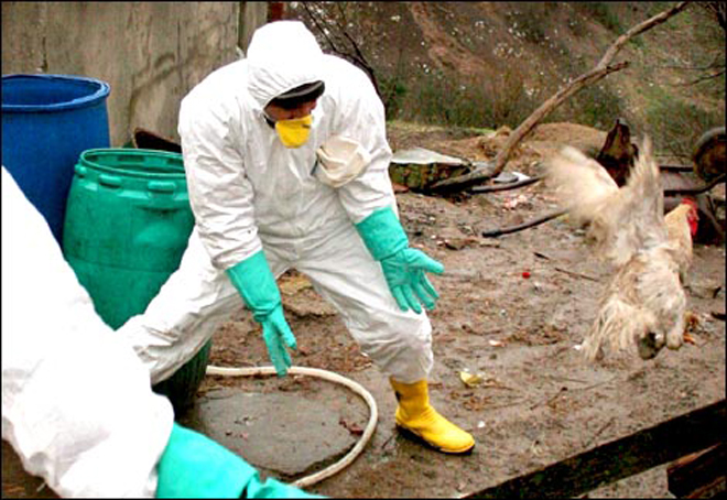 Bird flu quarantine in northern Turkey